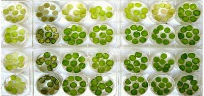 Nicotiana tabacum Specific Expression Platform